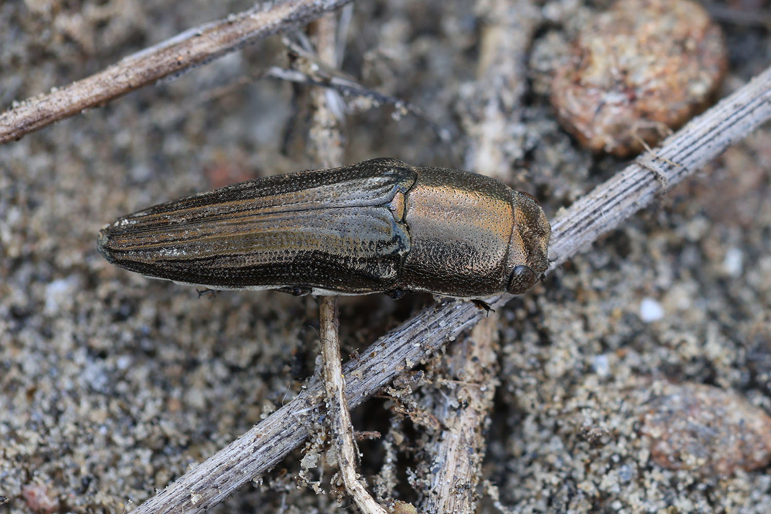 Sphenoptera sp01 