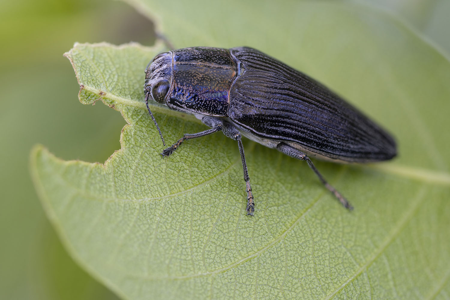 Sphenoptera sp02 