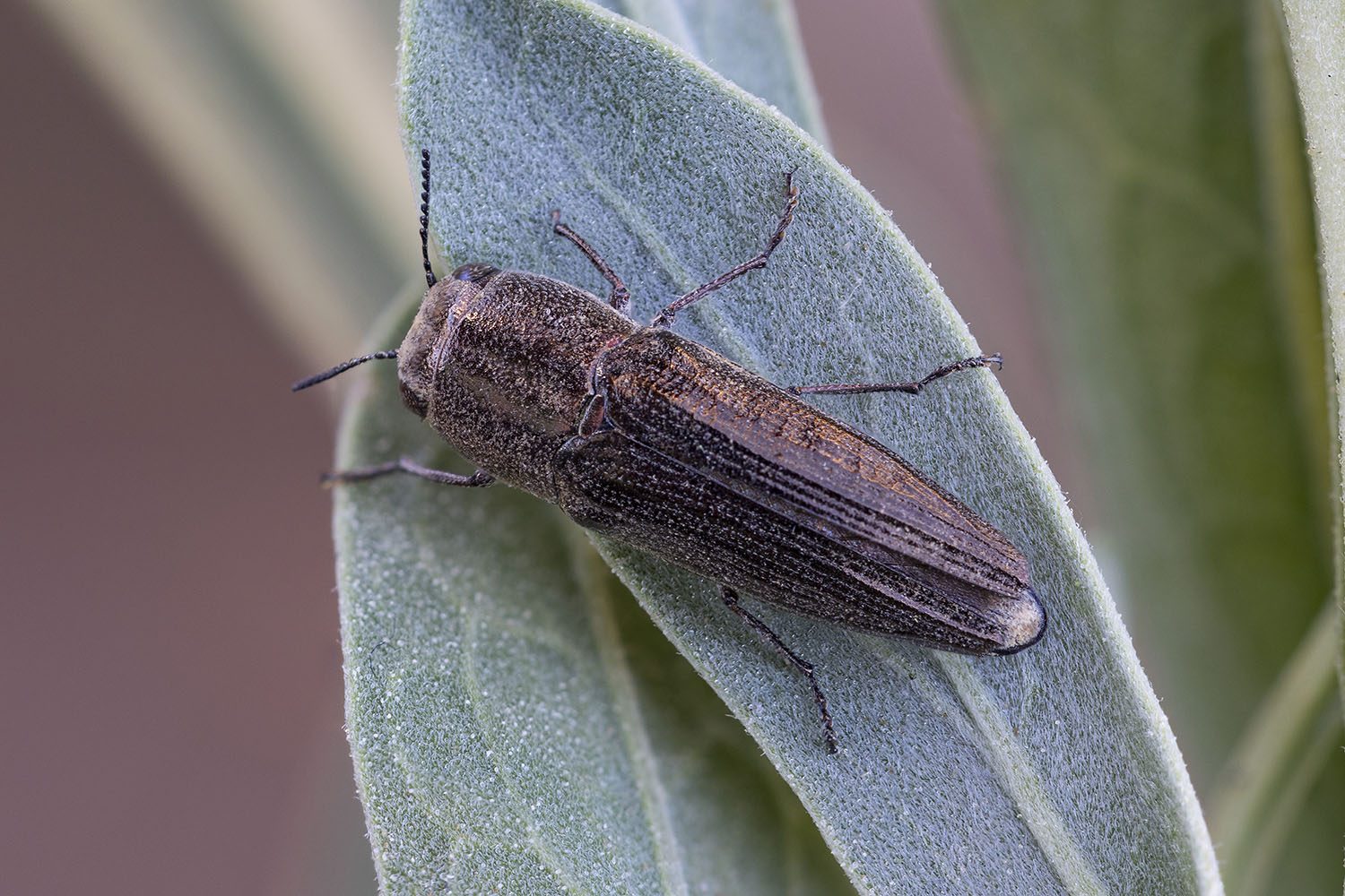 Sphenoptera sp03 