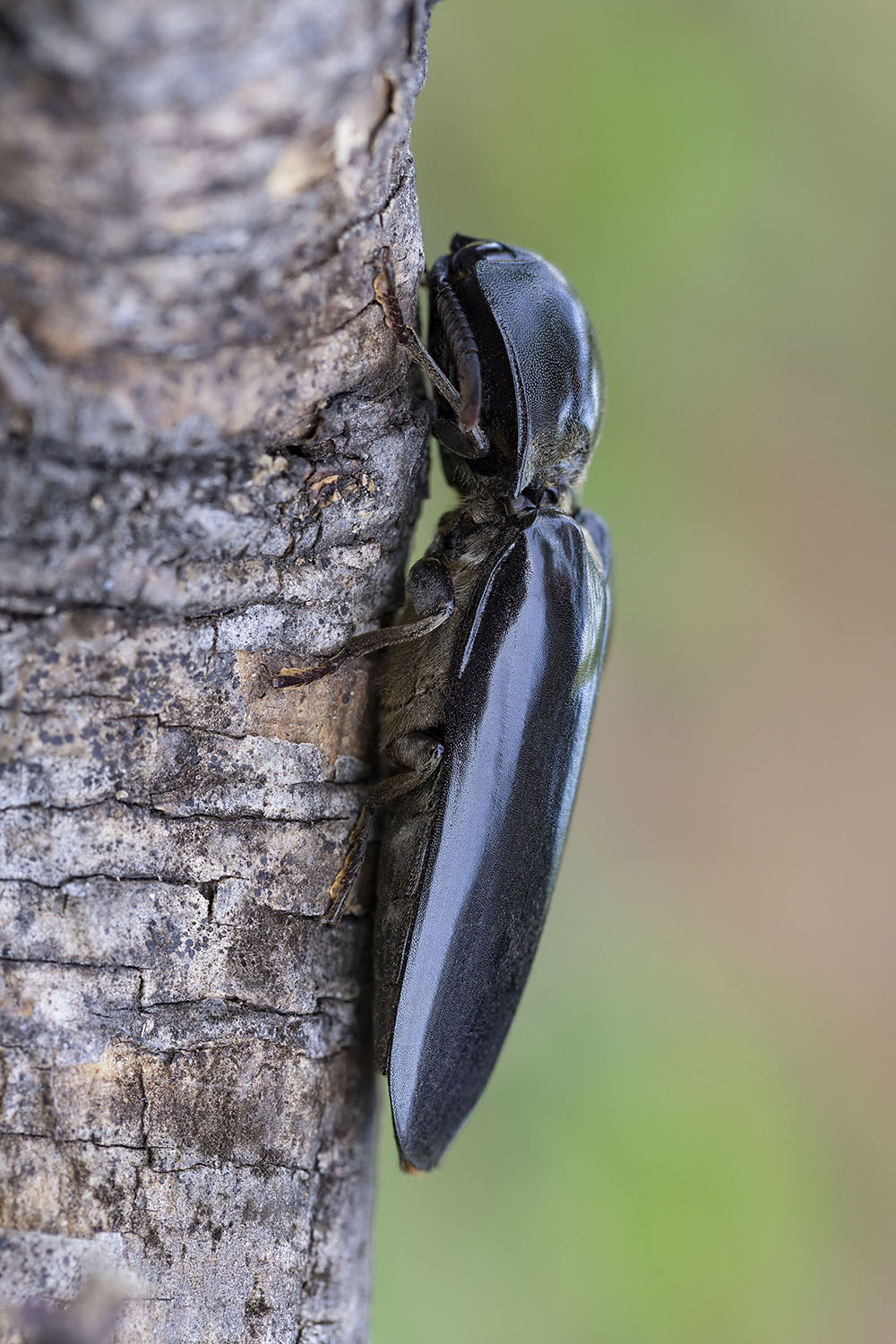 Tetralobus natalensis 