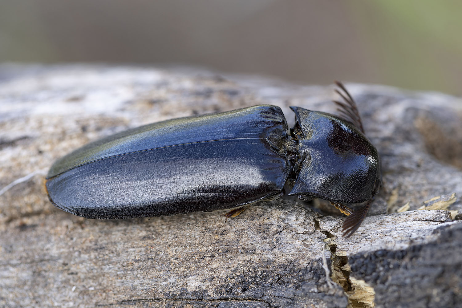 Tetralobus natalensis 