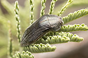 Acmaeodera sp01 