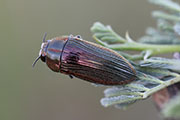 Acmaeodera viridaenea 