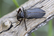 Rhipiceridae sp01 
