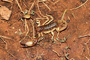 Scorpion unidentified03 
