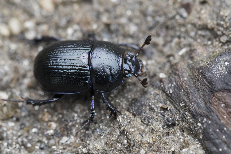 Anoplotrupes sp01 