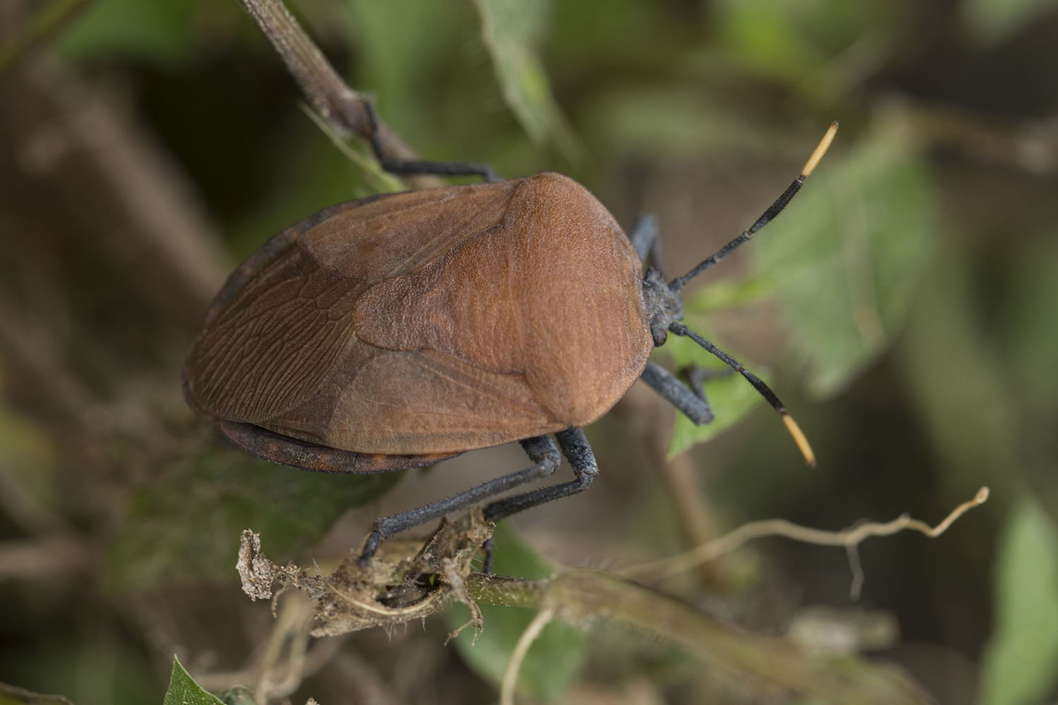 Coridius nepalensis 