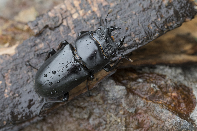 Dorcus sp03 