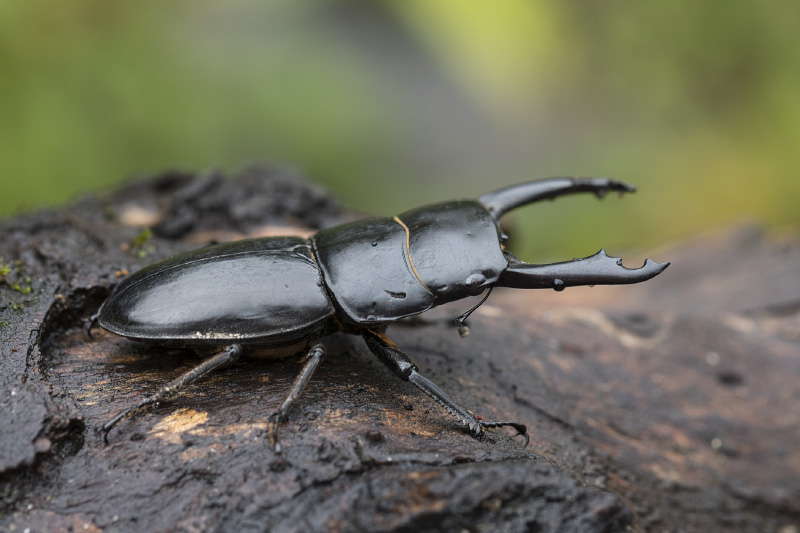 Dorcus sp04 