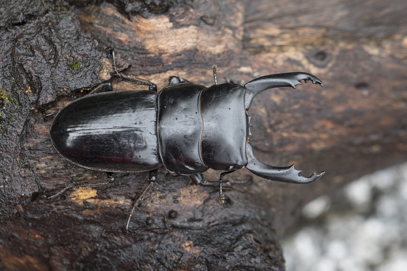 Dorcus sp04 