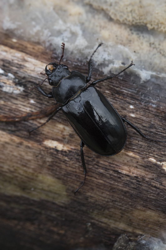 Dorcus sp05 