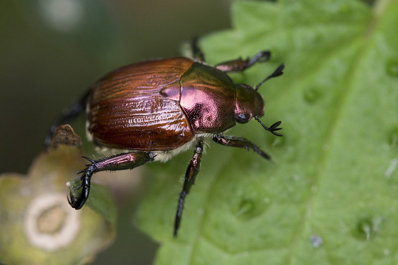 beetle unidentified55 