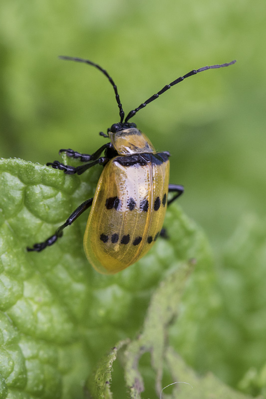 beetle unidentified56 