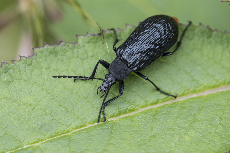 beetle unidentified59 