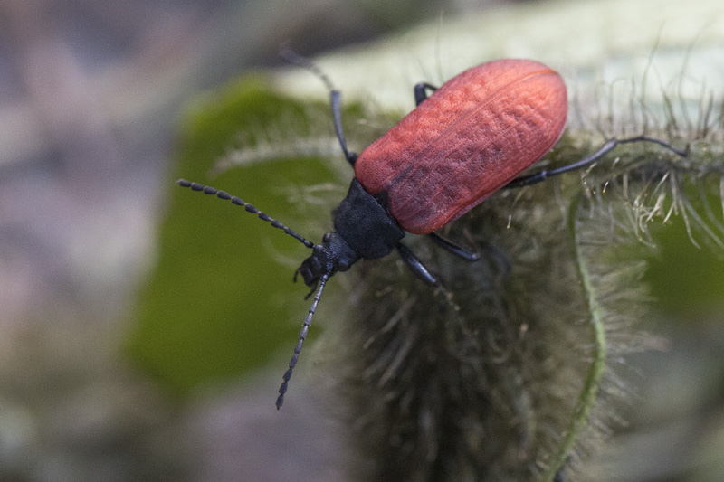 beetle unidentified60 