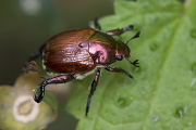 beetle unidentified55 