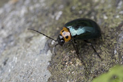 beetle unidentified58 