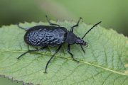 beetle unidentified59 