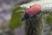 beetle unidentified60 