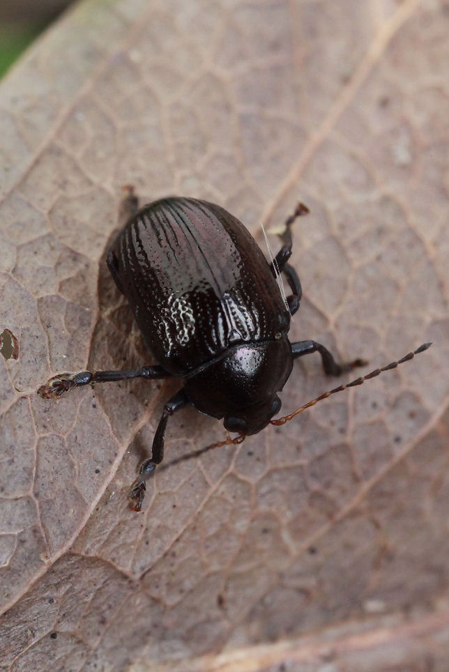 beetle unidentified16