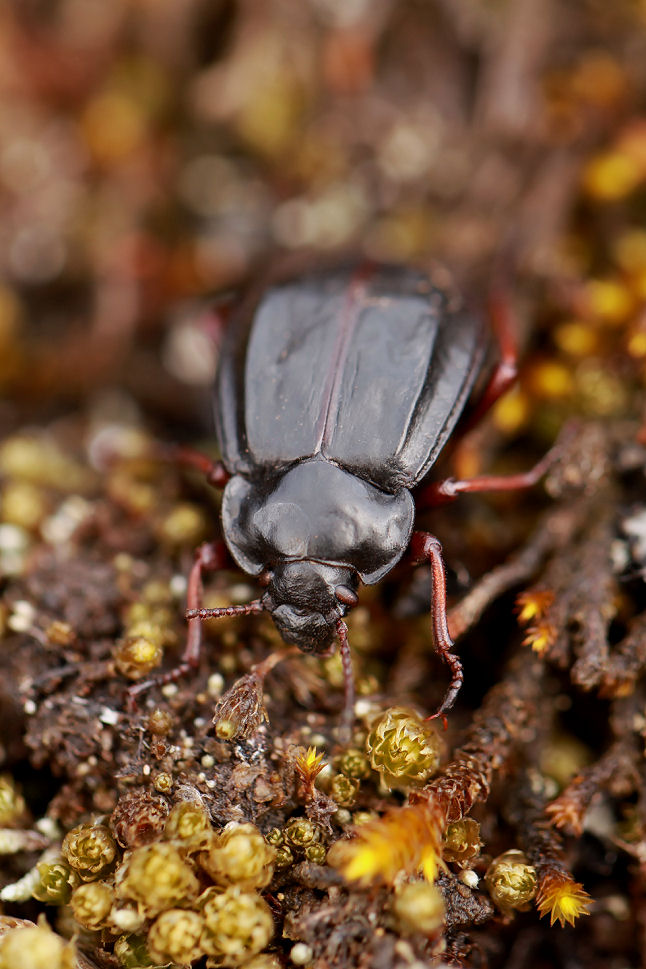 beetle unidentified26