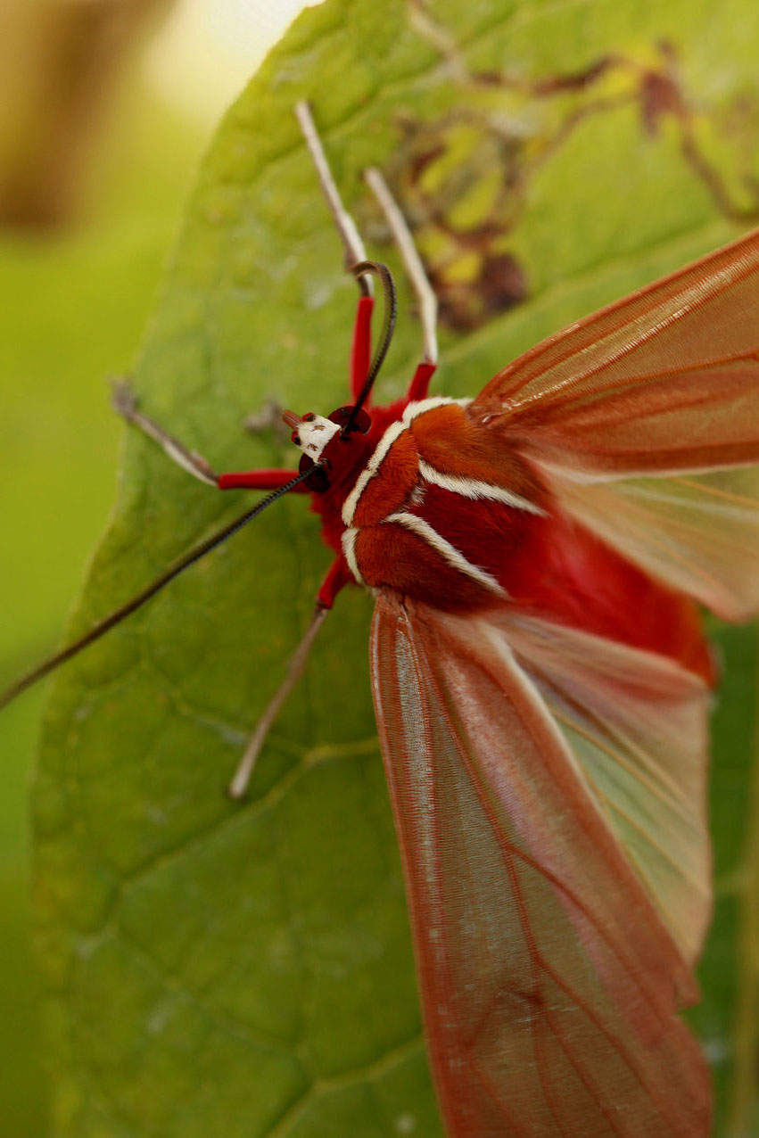 Amastus coccinator 