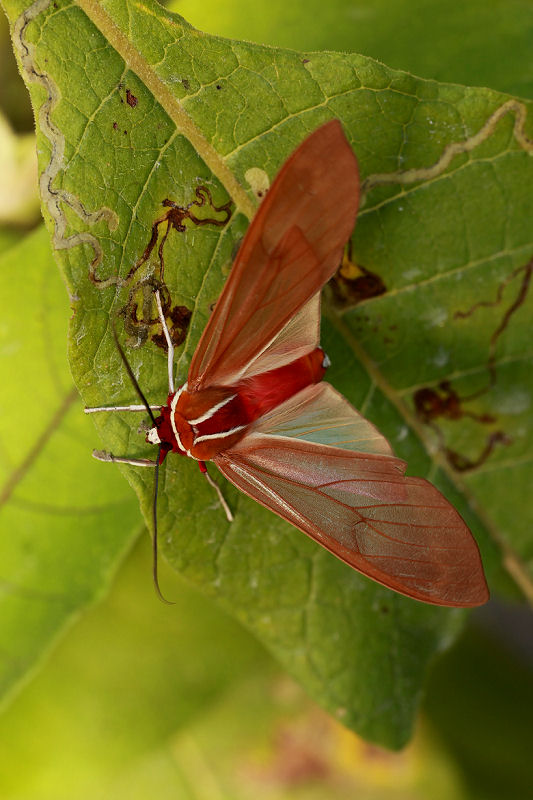 Amastus coccinator 