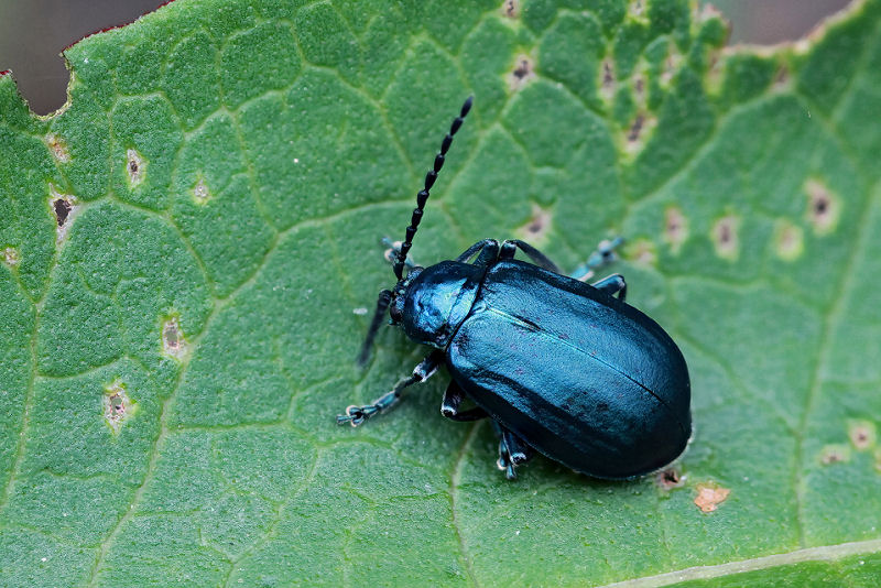 beetle unidentified08 