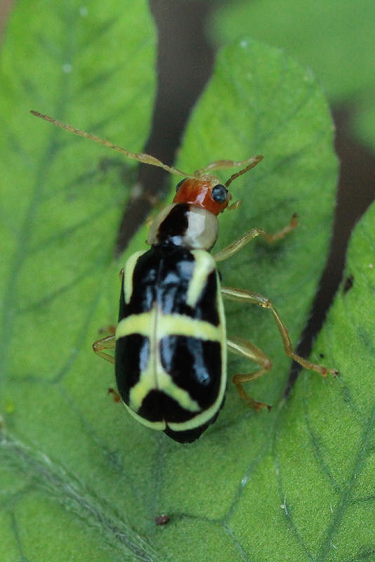 beetle unidentified19 