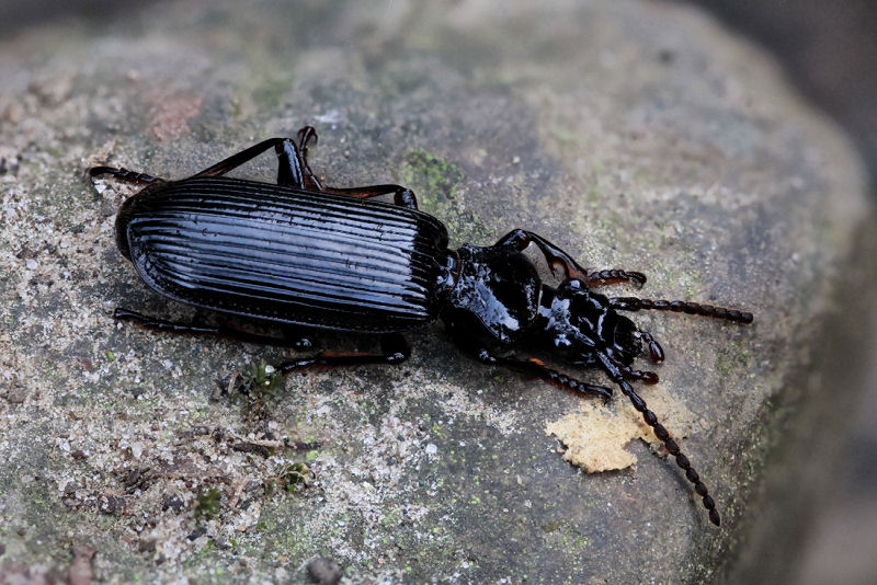 beetle unidentified21 