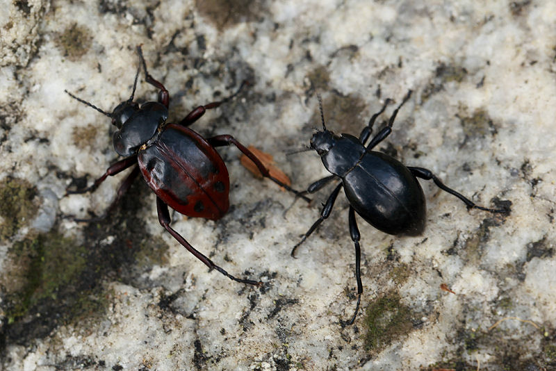 beetle unidentified23 