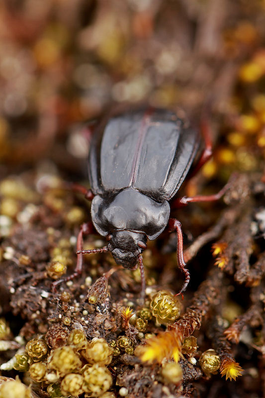 beetle unidentified26 