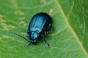 beetle unidentified08 