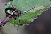 beetle unidentified09 