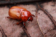 beetle unidentified11 