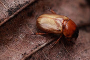 beetle unidentified12 