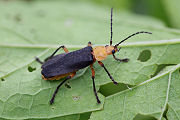 beetle unidentified13 