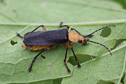 beetle unidentified13 