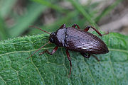 beetle unidentified14 