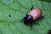beetle unidentified15 