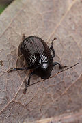 beetle unidentified16 
