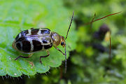 beetle unidentified17 
