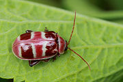 beetle unidentified18 