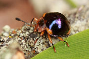 beetle unidentified20 