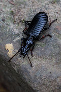 beetle unidentified21 