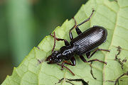 beetle unidentified22 