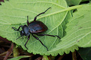 beetle unidentified23 