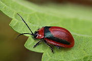 beetle unidentified24 