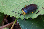 beetle unidentified25 