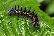 caterpillar unknown17 
